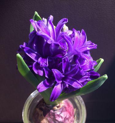 春天的花海——风信子开花季节分析（一年四季都有花，风信子春天开花真的没问题吗？）