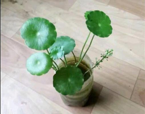 铜钱草有毒吗？这些你需要知道的关于铜钱草的事情（铜钱草的毒性及存活周期）
