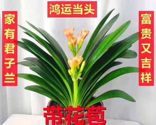 探秘君子兰的品种及图片2（了解君子兰，赏心悦目的花香世界）