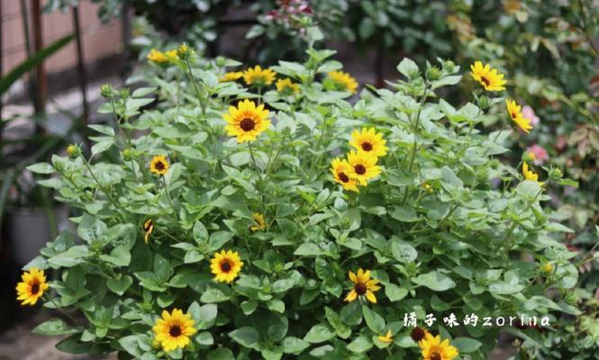 光辉岁月花卉的养殖方法（以“光辉岁月”为名的花卉，您知道该如何栽培吗？）