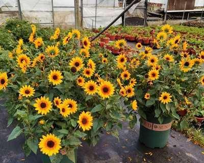光辉岁月花卉的养殖方法（以“光辉岁月”为名的花卉，您知道该如何栽培吗？）