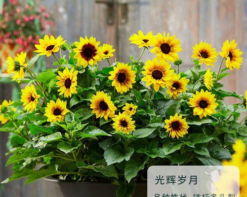 光辉岁月花卉的养殖方法（以“光辉岁月”为名的花卉，您知道该如何栽培吗？）