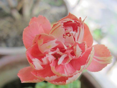 康乃馨花的象征意义（传递真爱和美好）