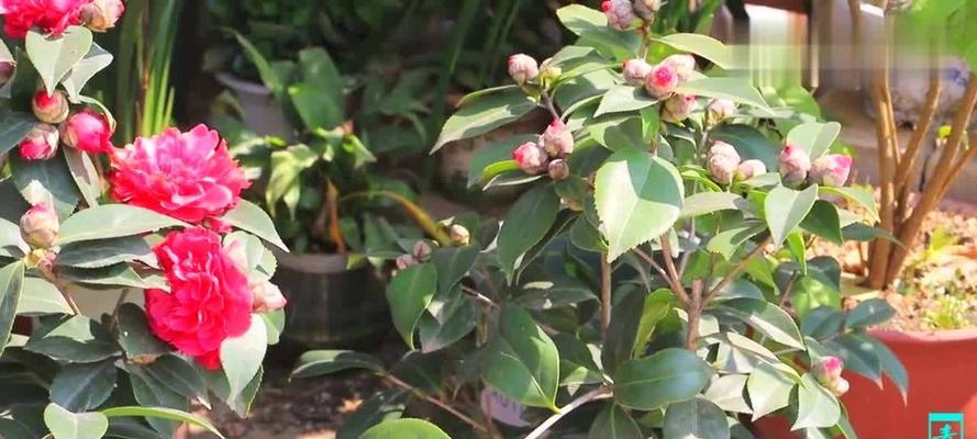 如何科学施肥茶花（茶花施肥方法与注意事项）