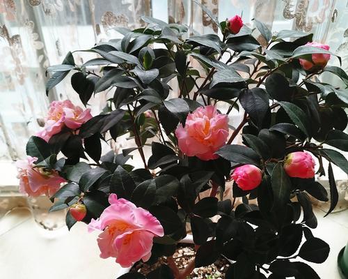 如何科学施肥茶花（茶花施肥方法与注意事项）