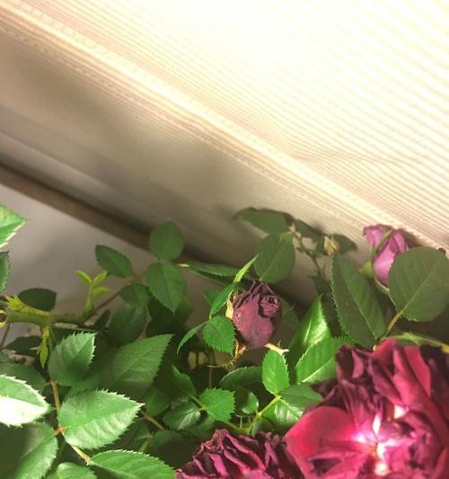 插在水里的玫瑰花怎么养？（水培方法分享）