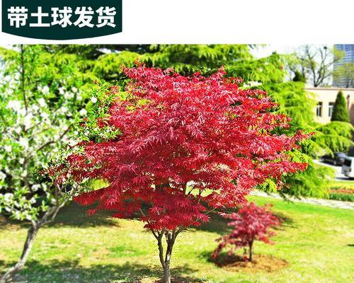 如何成功栽种红枫树（从选址到维护，一步步教你打造美丽的红枫林）