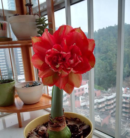 如何正确养护朱顶红（保护朱顶红的秘诀）