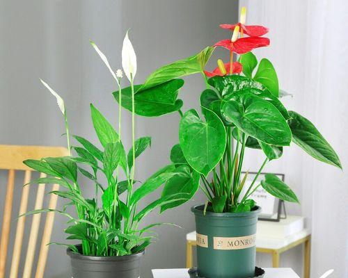 红掌花——适合在室内养护的优雅之选（了解红掌花，为室内园艺注入生机）