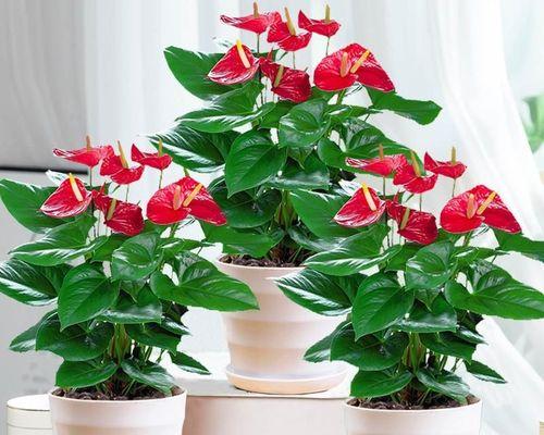 红掌花——适合在室内养护的优雅之选（了解红掌花，为室内园艺注入生机）
