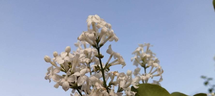 丁香花开放最盛期的月份（让你一眼就能发现最美的丁香花园）