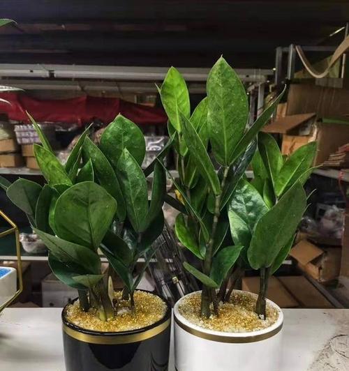打造家居绿色空间，从种植金钱树开始（了解金钱树的种植方法及养护，让它成为您家中的小幸福）