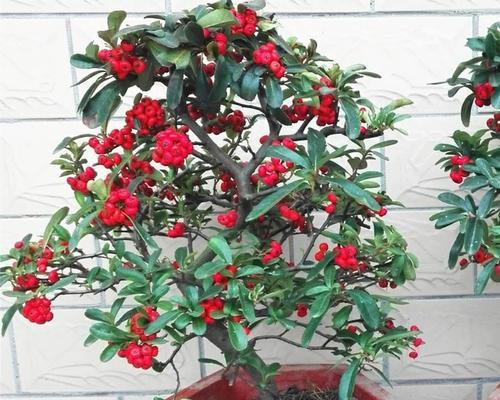 观果植物品种介绍（了解各种观果植物，装点你的家园）