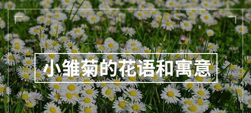 小雏菊的寓意（探究小雏菊在文化与艺术中的象征意义）