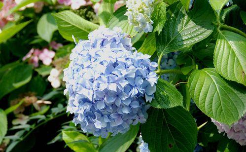 水培绣球花的养殖方法和技术（轻松掌握水培绣球花养殖技巧，打造清新室内花园）