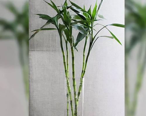 养富贵竹水养之技巧（如何让富贵竹生机勃勃？——水养技巧分享）