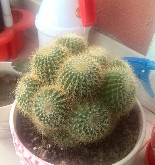 探秘仙人球的品种（从形态、颜色、花朵到适应环境，一一了解）