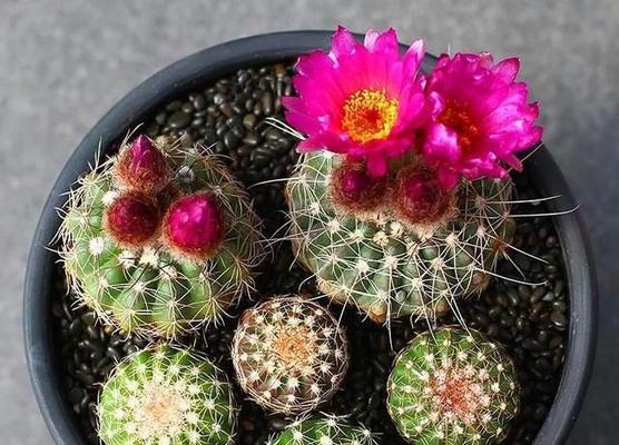 探秘仙人球的品种（从形态、颜色、花朵到适应环境，一一了解）