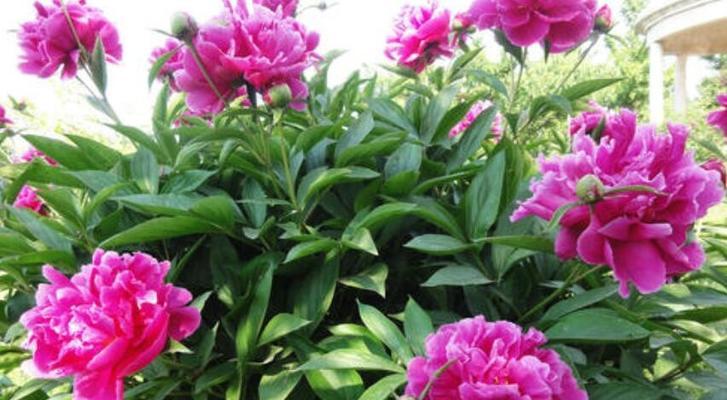 养护芍药，打造绚丽花海（从选种到施肥，全方位养护芍药）