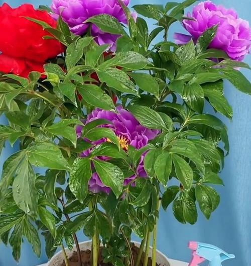 养护芍药，打造绚丽花海（从选种到施肥，全方位养护芍药）