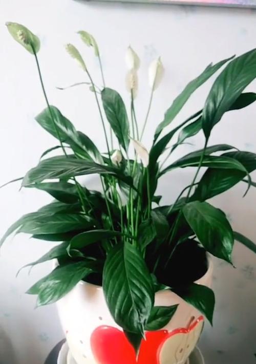 白鹤芋的养殖方法（打造宜人花园，从白鹤芋开始）