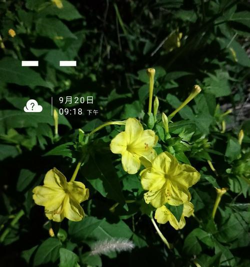晚上开的花（探秘夜晚花园里的美丽之源）