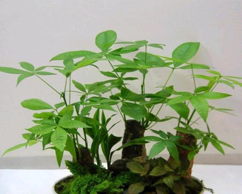 招财树养护指南（打造幸福的家居绿植）