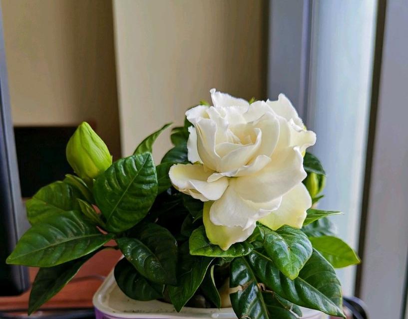 水培栀子花的养护技巧（打造居家清香的小乐园）