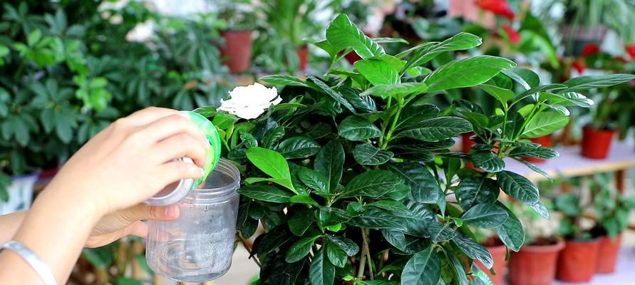 水培栀子花的养护技巧（打造居家清香的小乐园）