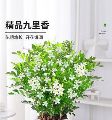九里香的花期及常见观赏方法(一年四季皆可品尝的芳香美景)