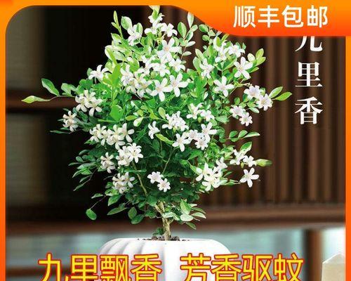 九里香的花期及常见观赏方法（一年四季皆可品尝的芳香美景）