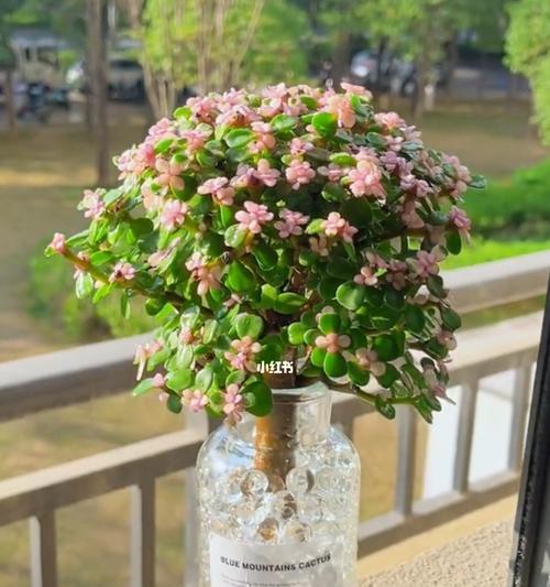 金枝玉叶花卉的养殖技巧（打造精致花园的秘诀）