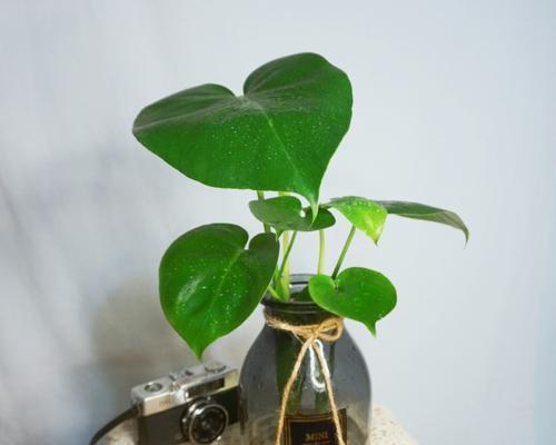 适合水培的小型植物有哪些？（探索适宜水培的各类小型植物，打造独特的室内园艺空间。）