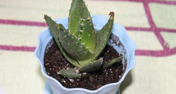 芦荟水培技术详解（简单易行的家庭栽培方法）
