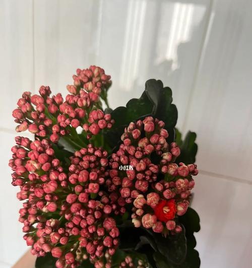 探寻长寿花的品种之谜（了解长寿花的多样性和魅力）