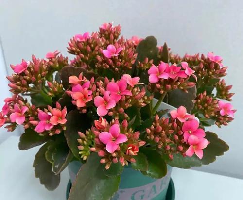 探寻长寿花的品种之谜（了解长寿花的多样性和魅力）