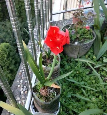 紫根兰的养殖技巧与注意事项（打造高雅花坛，享受缤纷人生）