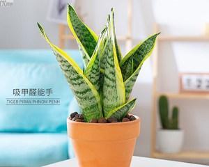 打造独特的家居风格，让虎皮兰金边成为你的选择（如何让虎皮兰金边在家居中成为亮点？）