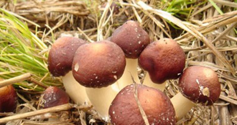 掌握这些条件，你也能种出香味四溢的蘑菇！（从温度到湿度，这些条件是种植蘑菇必不可少的。）