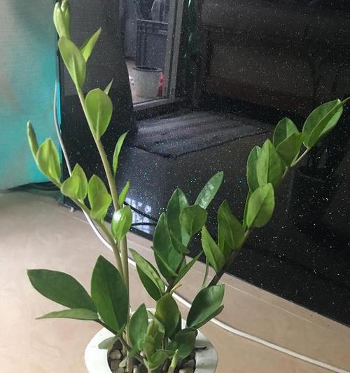 金钱树如何养护才能又粗又绿（室内植物专家教你一招，把金钱树养得更好）