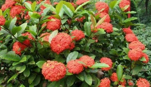 元月开花，迎春花海漫步（以梅花、水仙、杏花为主的元月花海，让您纵情迎接新春的阳光。）