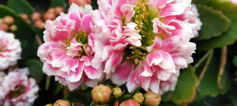 元月开花，迎春花海漫步（以梅花、水仙、杏花为主的元月花海，让您纵情迎接新春的阳光。）