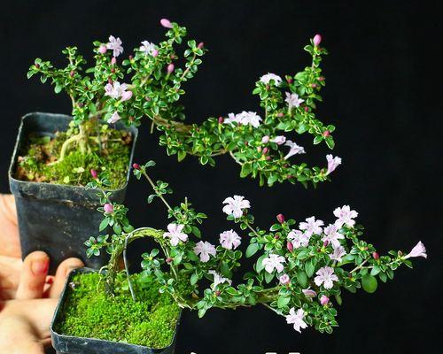 金边六月雪开花神奇壮观（探秘柬埔寨奇异花卉文化，感受花开时节的美妙）