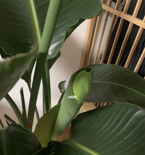 解析天堂鸟叶子卷起来发黄的原因(探究叶子卷起来发黄的原因,揭秘天堂鸟“神奇”的适应性)