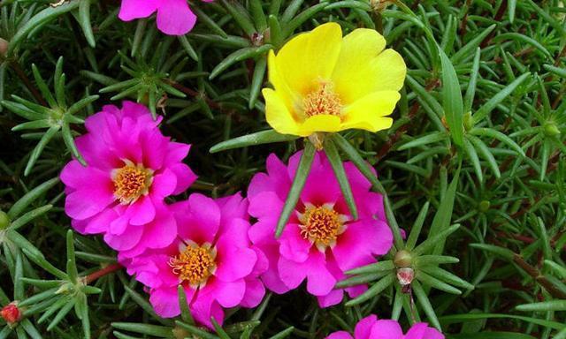了解太阳花——大黄菊的种类与特征（太阳花的形态特征与生长环境）