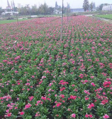 瓜叶菊的种植技巧（从选地到施肥，轻松打造美丽花园）