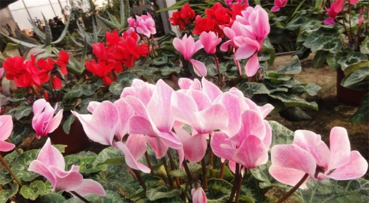 冬季盛开的花——梅花、迎春花、山茶花（冬季花卉大观——为你介绍常见的冬季开花植物）