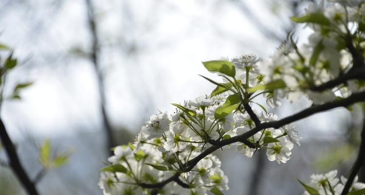 探秘梨花的颜色（梨花开出哪些颜色？梨花的颜色对应的文化内涵是什么？）