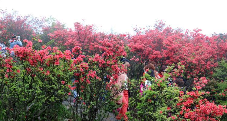 高山杜鹃花栽培技术（打造花园中的精致美景）