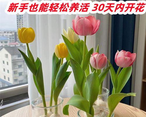 水培郁金香的养殖方法和注意事项（打造舒适花园环境，让郁金香更加茁壮成长）